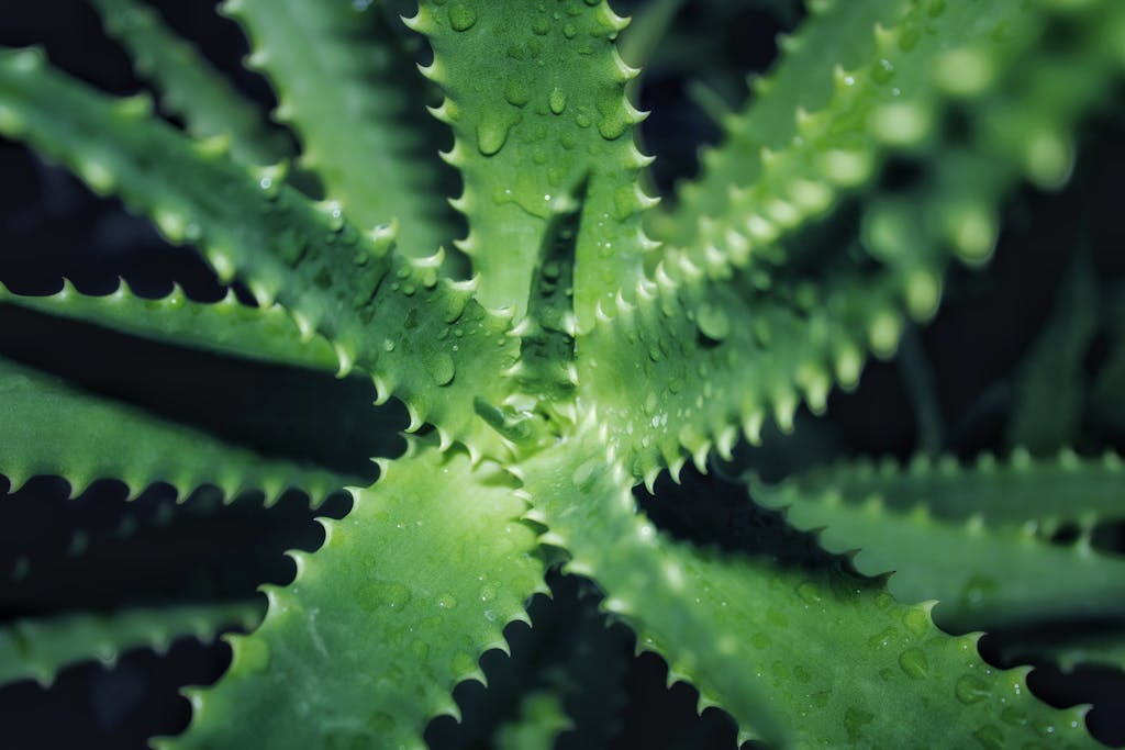 Macro shot of an aloe vera plant with dewdrops highlighting its spiky leaves.