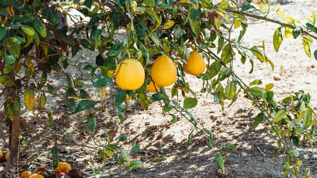 Vibrant ripe lemons hanging on a tree branch in a sunlit orchard during summer.